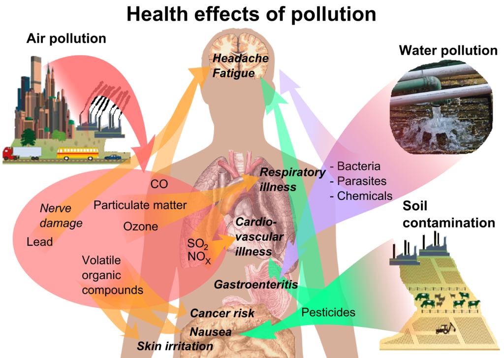 A schematic diagram of the health effects of PFAS pollution.