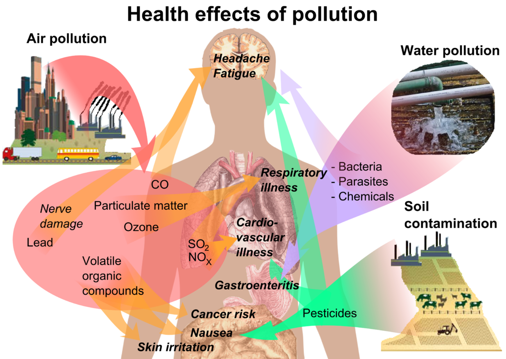 Living pfas an umbrella review of pfas
